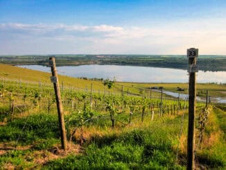 Bad Lauchstädt Klobikau Weinberg am Geiseltalsee